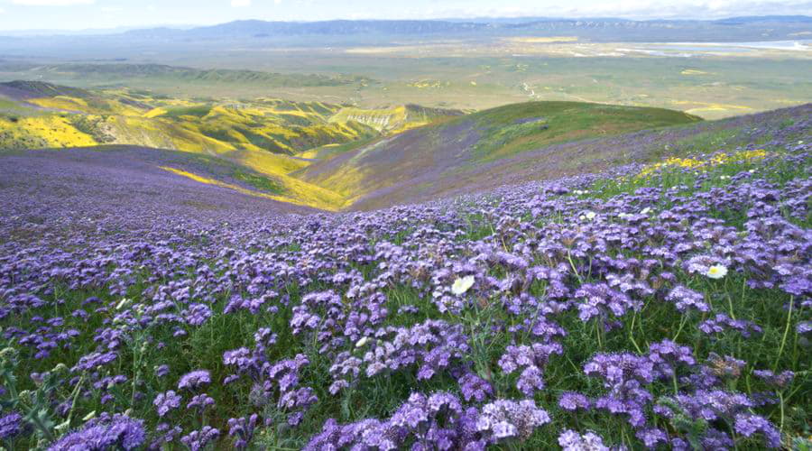 Quais são as escolhas de veículos mais populares em Maricopa?